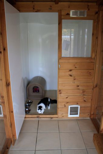 Cat in kennels